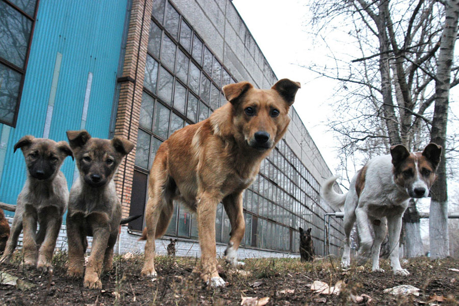 В Запорожье за полгода отловили и стерилизовали тысячу бездомных животных