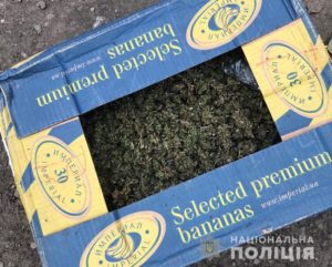 У жителя Запорожской области изъяли марихуану на 600 тысяч гривен - ФОТО