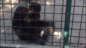 В бердянском зоопарке показали, как орангутан популяризирует здоровое питание – ВИДЕО