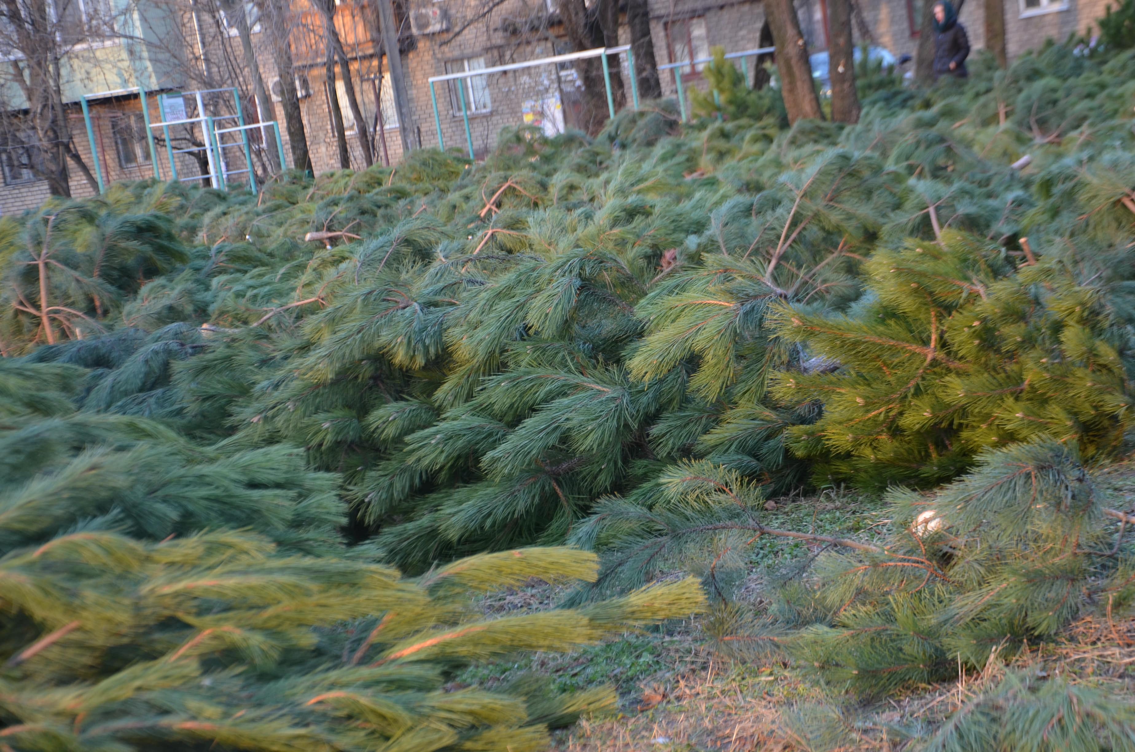 Где и за сколько в Запорожье можно купить елку к Новому году - ФОТО