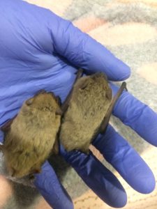 В Запорожье зоозащитники спасли летучих мышей из Красной книги Украины – ФОТО