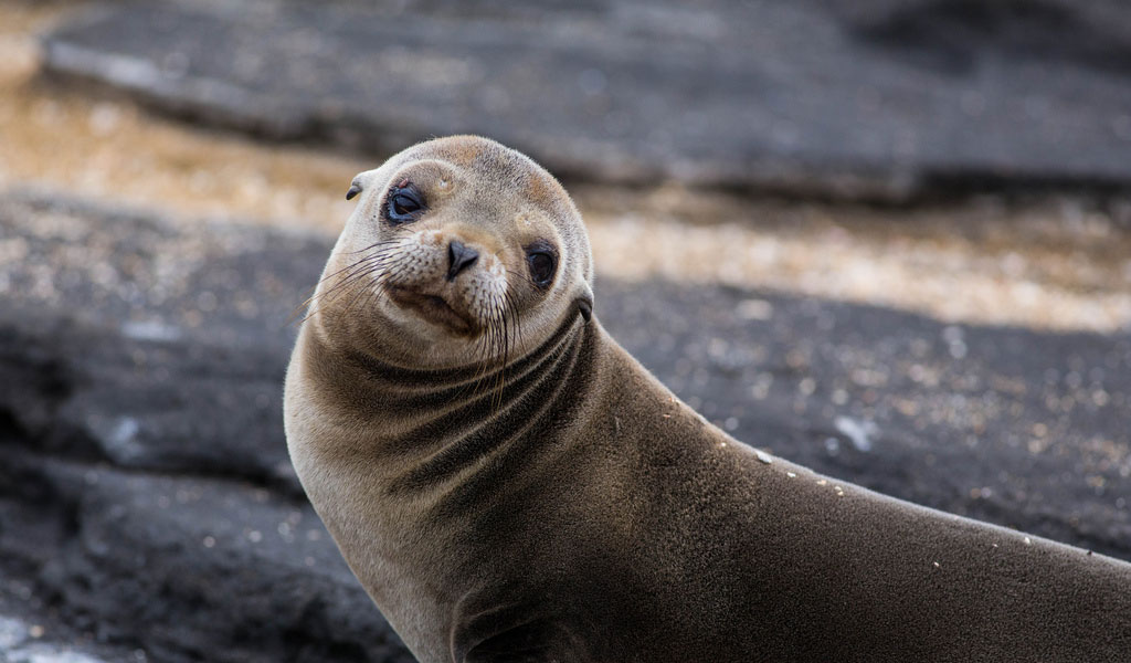 В Америке полицейские спасли тюленя, который запутался в мусоре - ВИДЕО
