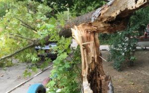 В Запорожье водитель подал в суд на коммунальщиков из-за упавшего дерева