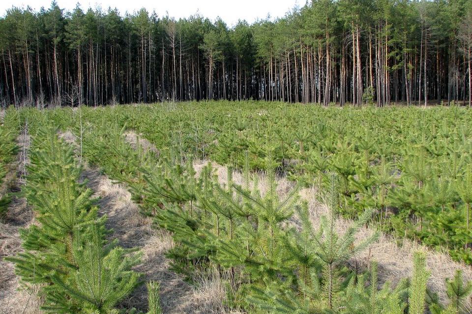 В Запорожской области намерены восстанавливать лес: в этом году высадят 500 гектар