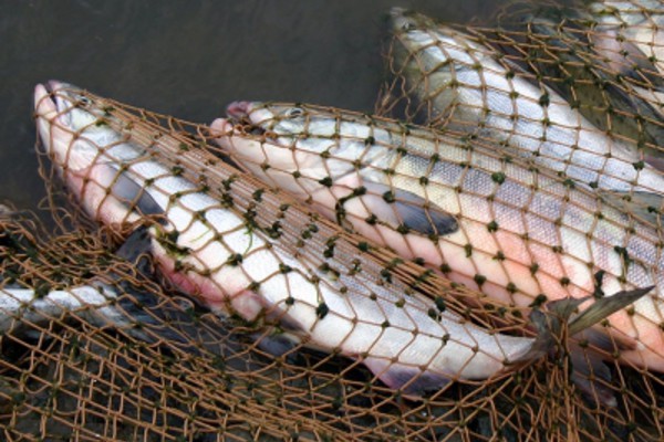 В Запорожской области у браконьеров изъяли почти сто килограмм рыбы - ФОТО