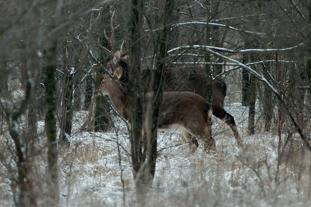 Лисы, олени, птицы и кабаны: запорожский фотограф показал, как живут обитатели заповедника «Хортица» - ФОТО