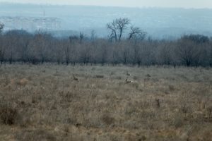 Олени и птицы: запорожский фотограф показал, как живут обитатели заповедника «Хортица» - ФОТО