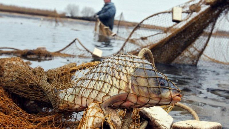 В Запорожской области разоблачили браконьеров, которые незаконно вылавливали рыбу из Каховского водохранилища - ФОТО