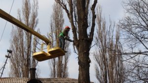 В Заводском районе Запорожья взялись за кронирование и снос старых деревьев - ФОТО