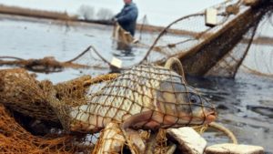 В Запорожской области браконьеры наловили рыбы на 100 тысяч гривен - ФОТО