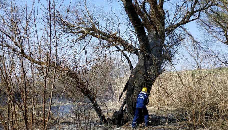 В Запорожской области пожарные спасли из огня выводок белок - ФОТО