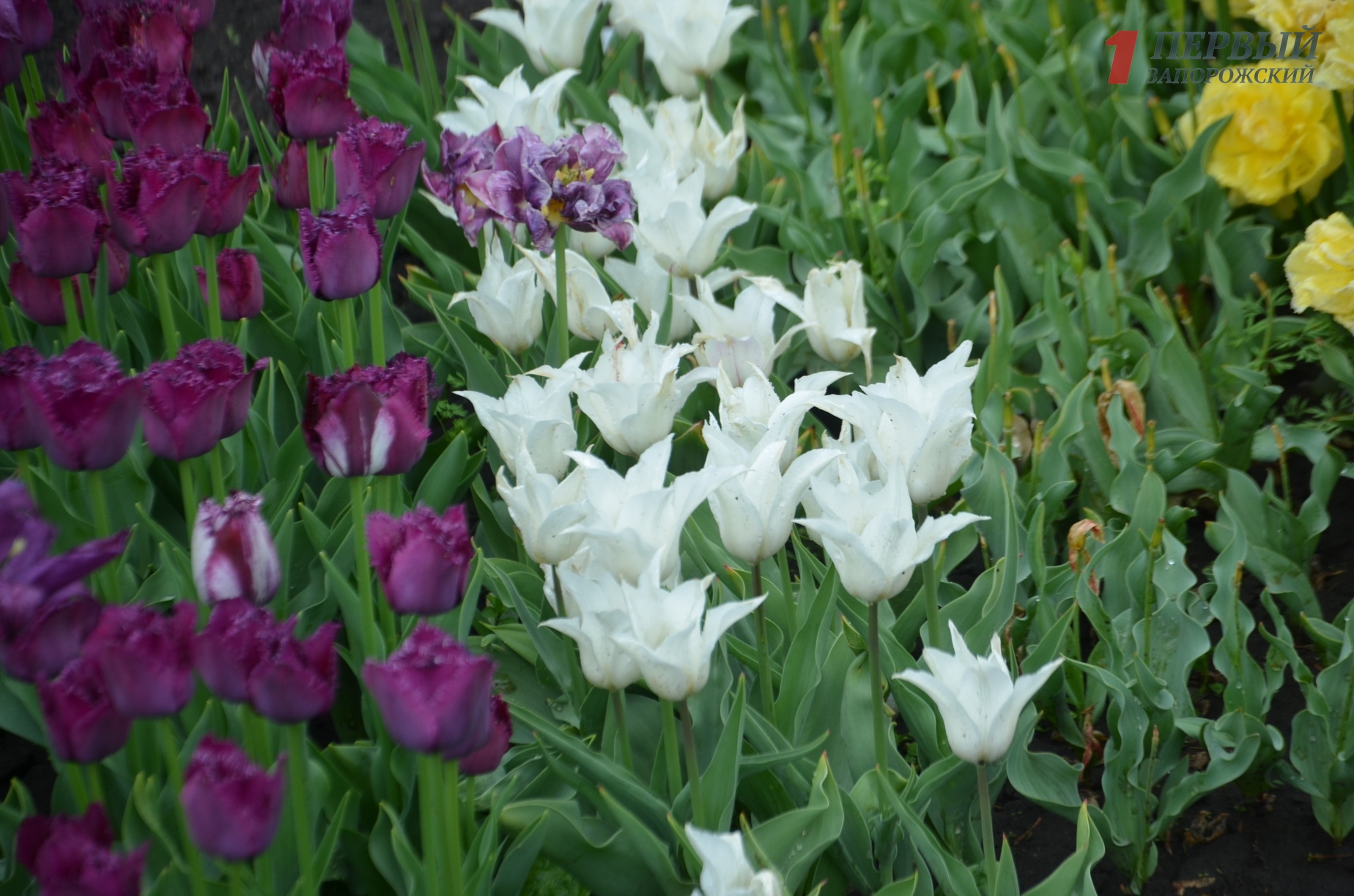 Цветение магнолии, дендрарий и удивительные тюльпаны: что запорожцы могут увидеть в детском ботаническом саду – ФОТО
