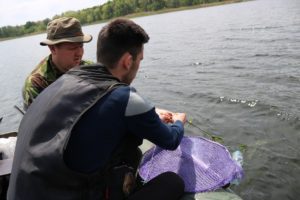В Запорожье в ходе экологической акции «Спасем Днепр вместе!» в реке установили 1200 нерестовых гнезд