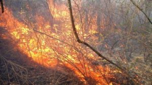 У Запорізькій області 88 рятувальників гасили пожежі в екосистемах