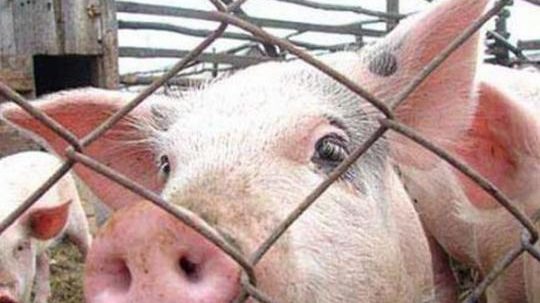 На свинофермі в Запорізькій області виявили спалах африканської чуми 