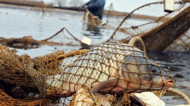 У Запорізькій області браконьєри виловили 106 кілограм риби - ФОТО