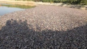 В Запорожской области погибла рыба: экологи пытаются найти причину мора