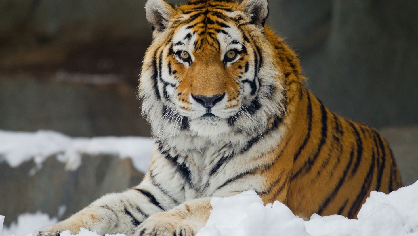 В популярному зоопарку Бердянська зафільмували життя амурських тигрів