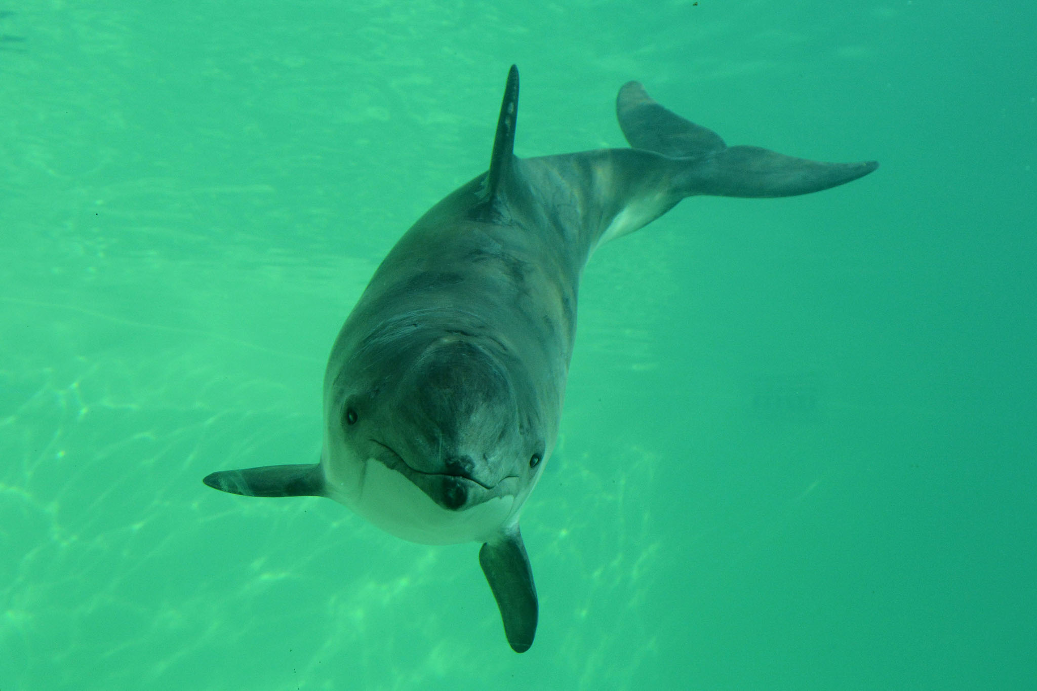 В Азовском море выросла популяция дельфинов