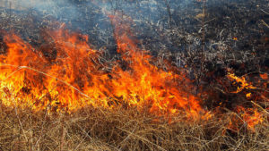 За сутки в Запорожской области произошло 17 пожаров в экосистемах, из них один - в лесу