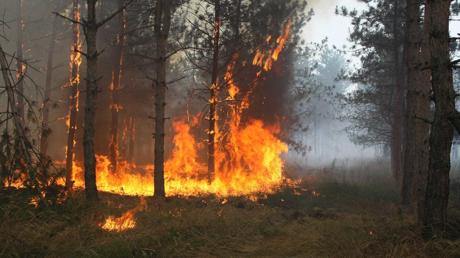 В Запорожской области за сутки спасатели потушили 4 пожара в экосистемах