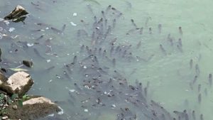 У запорізькому парку «Дубовий гай» знову гине риба - ВІДЕО
