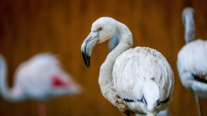 В бердянском зоопарке фламинго удивляются поведению посетителей -  ВИДЕО