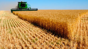 Запорізька область вибилася в лідери по урожаю зернових і бобових