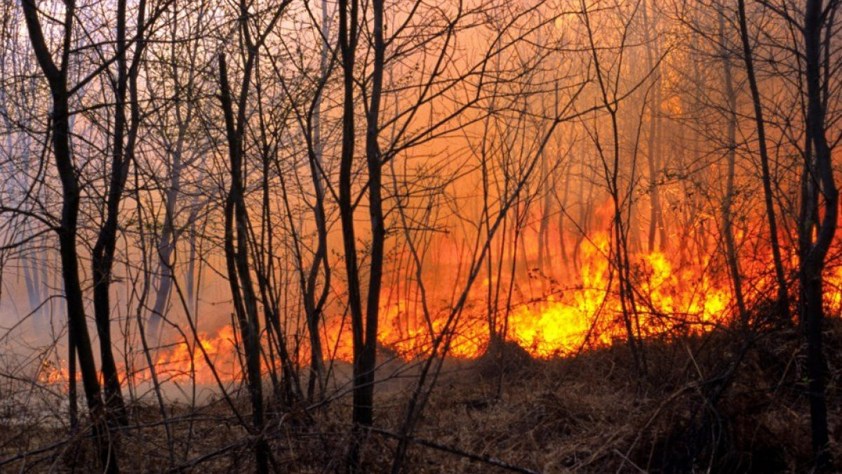 В Запорізькій області за останню добу сталося 17 пожеж в екосистемах