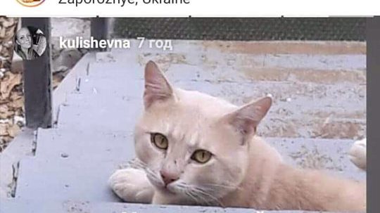В Запорожской области нашелся породистый кот, который убежал от отдыхающих, - ФОТО