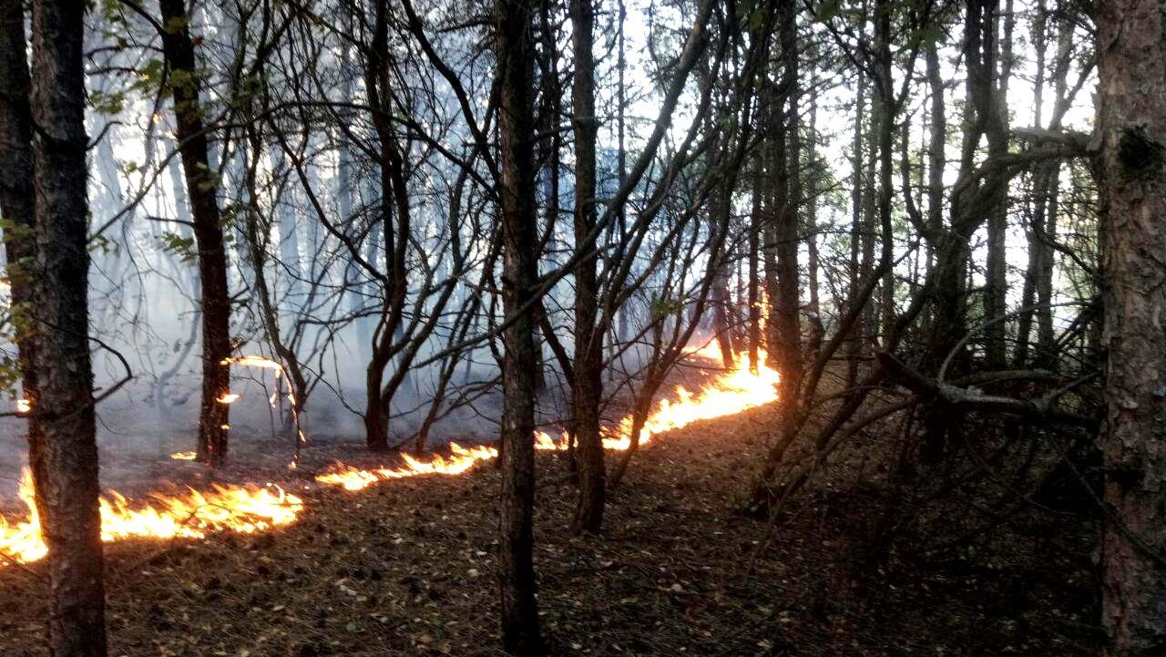 В Запорожской области произошел пожар в лесу: огонь едва не перебросился на жилые здания, – ФОТО