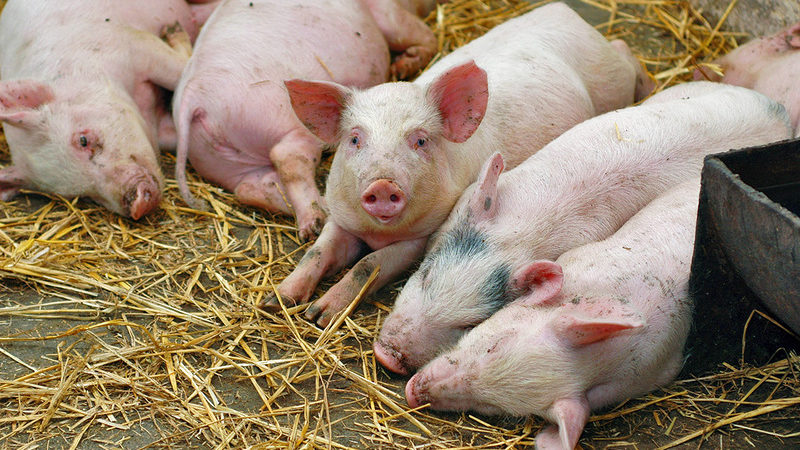 В селе Запорожской области из-за африканской чумы сожгли почти 6 тысяч свиней