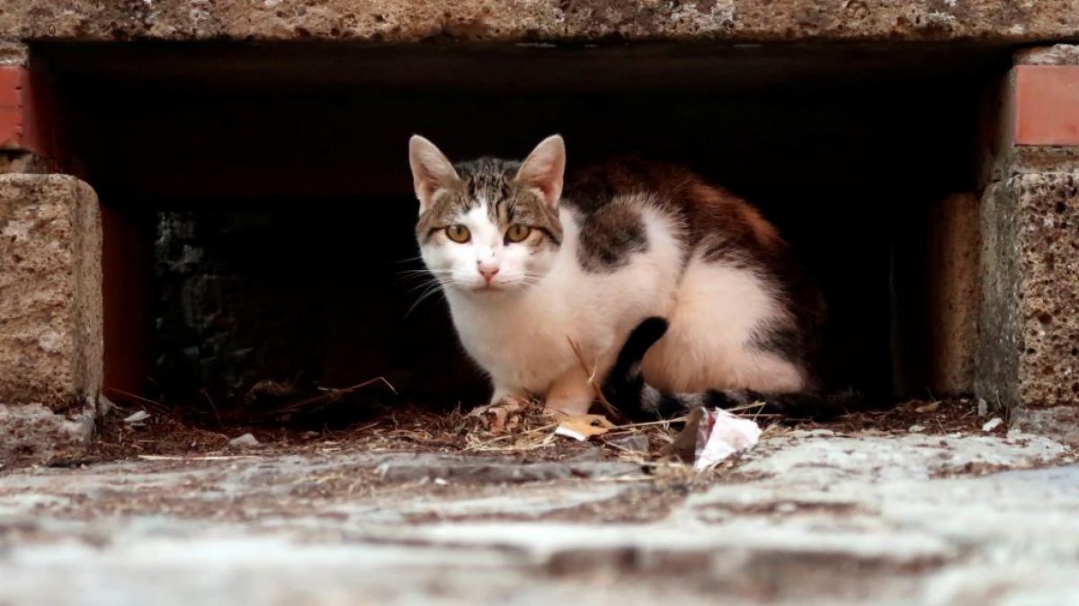 Депутаты в Запорожской области частично поддержали петицию о признании котов частью экосистемы
