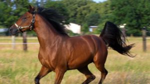 В Запорожскую область прибыли лошади, которых эвакуировали из прифронтовой зоны, — ВИДЕО