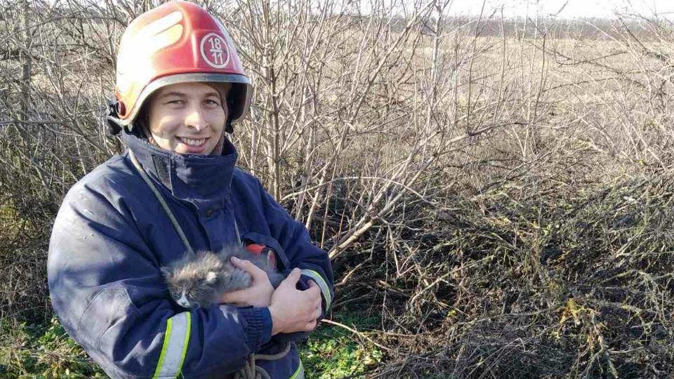 В Запорожской области спасатели вытащили котят из 14-метрового колодца, — ФОТО