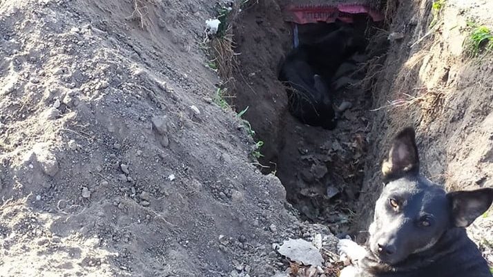 В Запоріжжі з ями дістали собаку, яка пролежала в ній близько трьох тижнів, — ФОТО