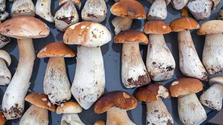 В Запорожской области молодые люди отравились грибами