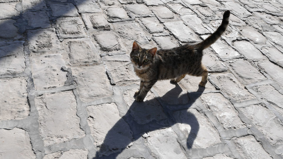 Мешканці Бердянську просять визнати котів частиною екосистеми