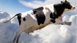 Мелитополец заплатит 300 гривен штрафа за сбитую корову