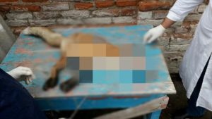 В Запорізькій області на людину напала лисиця, — ФОТО