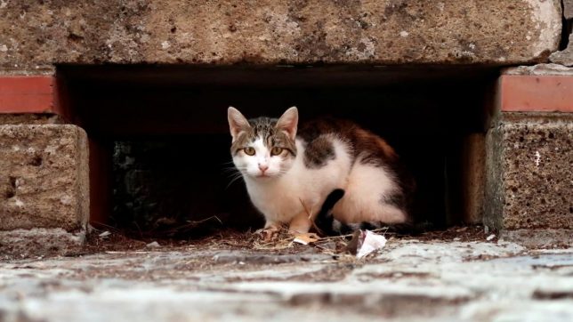 Бердянці — за: петиція про визнання котів частиною екосистеми набрала потрібну кількість підписів