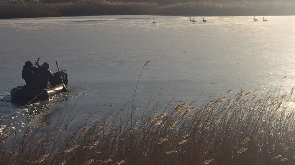 В Запорожской области спасатели вытащили лебедей из ледяной ловушки, — ФОТО