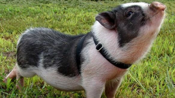 В Запорізькій області дитина захворіла на свинку