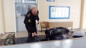 В запорожском аэропорту собака кинологов выявила незадекларированную валюту