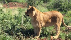 Львы из Запорожской области уже прибыли в Африку, — ФОТООТЧЕТ