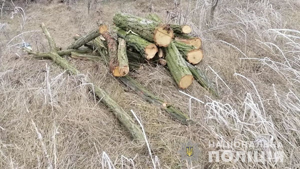 В Запорожской области за сутки шестерых мужчин поймали за незаконной вырубкой деревьев