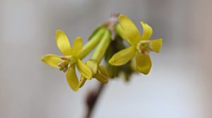 Квіти рослин і жук-сонечко: журналістка показала аномально теплу зиму в Запоріжжі, – ФОТОРЕПОРТАЖ