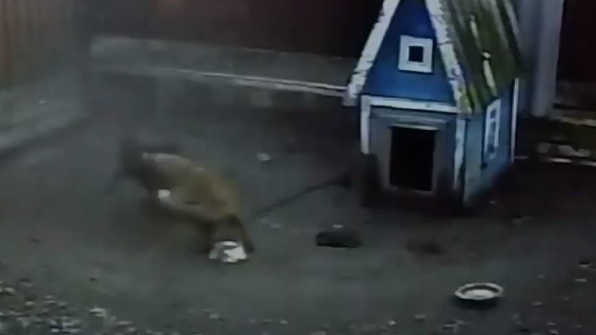 В селі Запорізької області скажений лис напав на домашніх тварин, — ВІДЕО