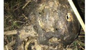 На Запоріжжі знайшли скелетований труп, — ФОТО (18+)