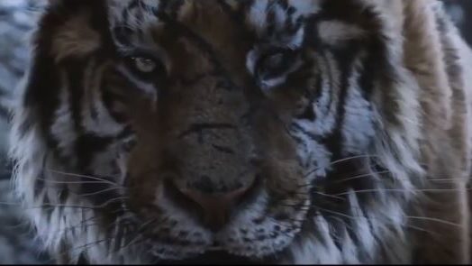 Обитатели зоопарка в Запорожской области озвучили зарубежный фильм, — ВИДЕО